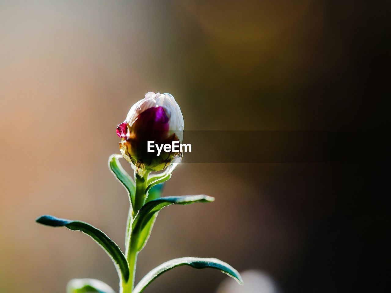 Close-up of bud growing on plant