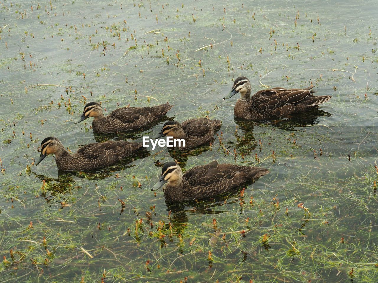 FLOCK OF DUCKS SWIMMING IN LAKE