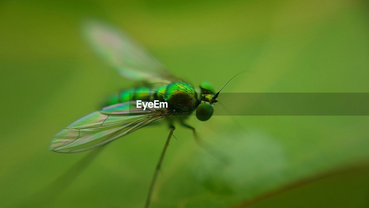 Close-up of insect on plant