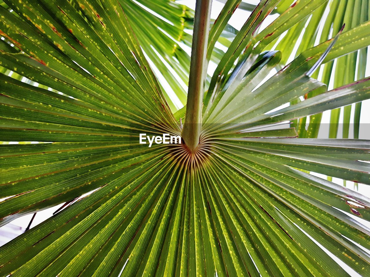 Full frame shot of palm leaves