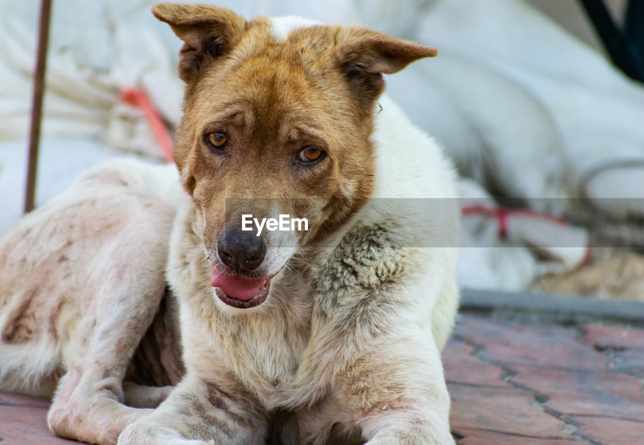 CLOSE-UP PORTRAIT OF DOG LOOKING AT CAMERA OUTDOORS