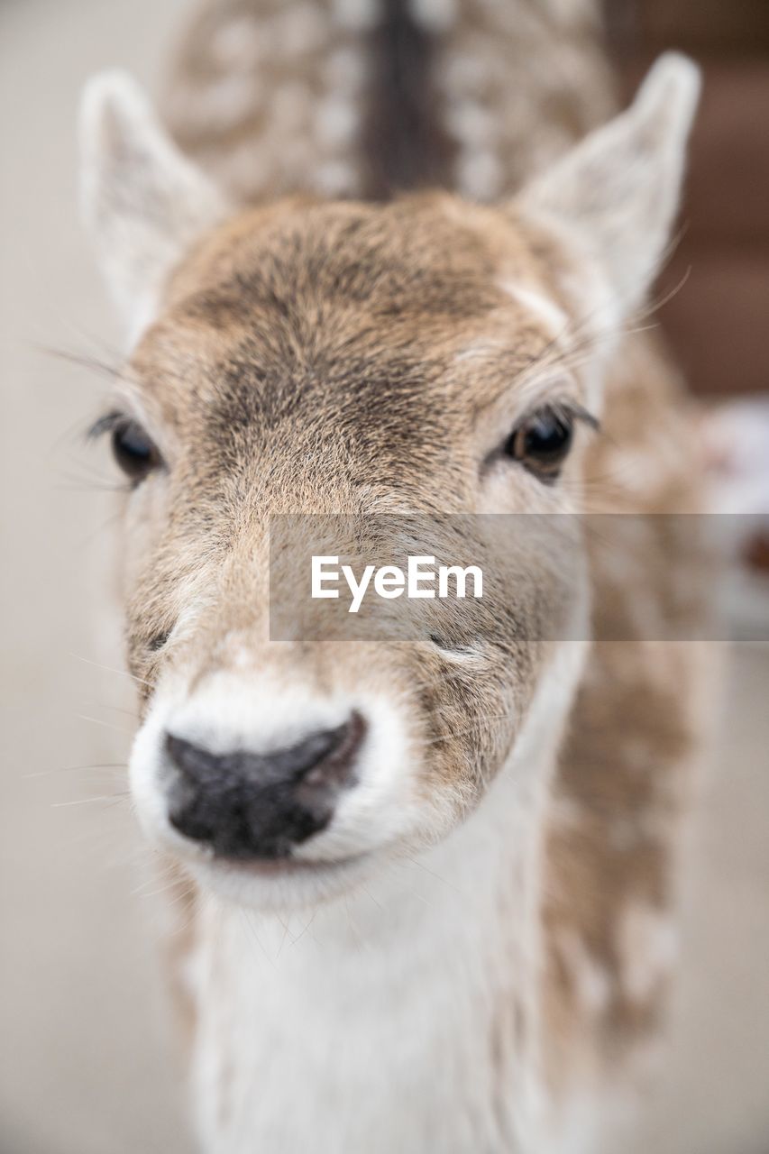 animal themes, animal, mammal, close-up, one animal, portrait, animal wildlife, animal body part, looking at camera, domestic animals, animal head, no people, focus on foreground, livestock, wildlife, pet, day, outdoors, deer