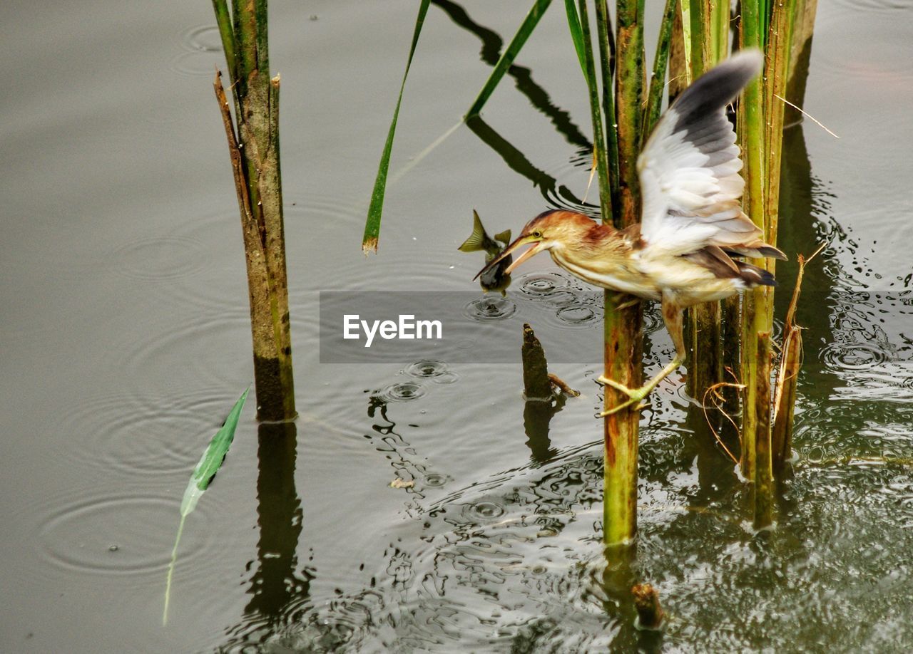 CLOSE-UP OF MALLARD DUCK SWIMMING ON LAKE