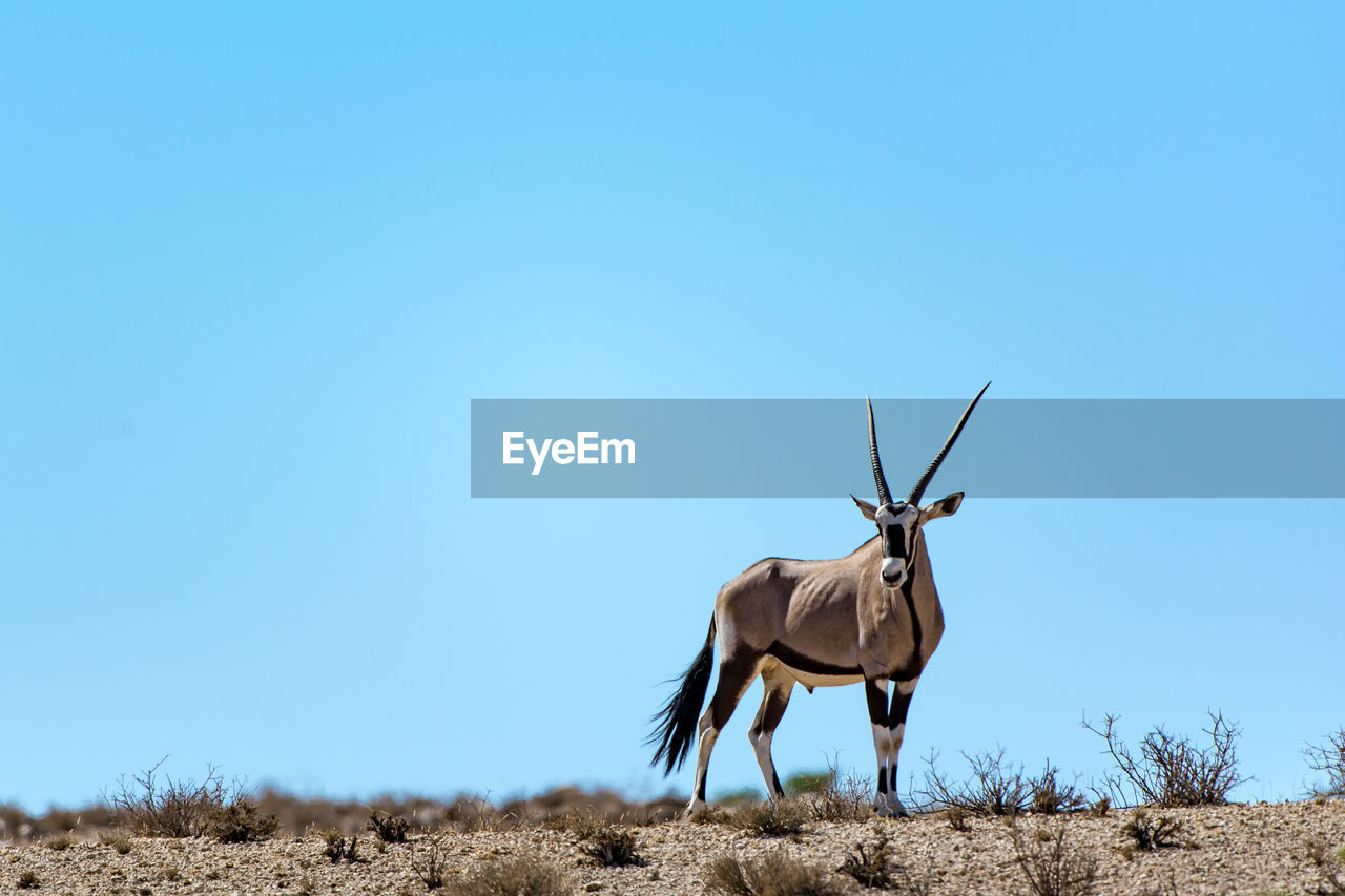 Portrait of gemsbok standing on field against clear blue sky