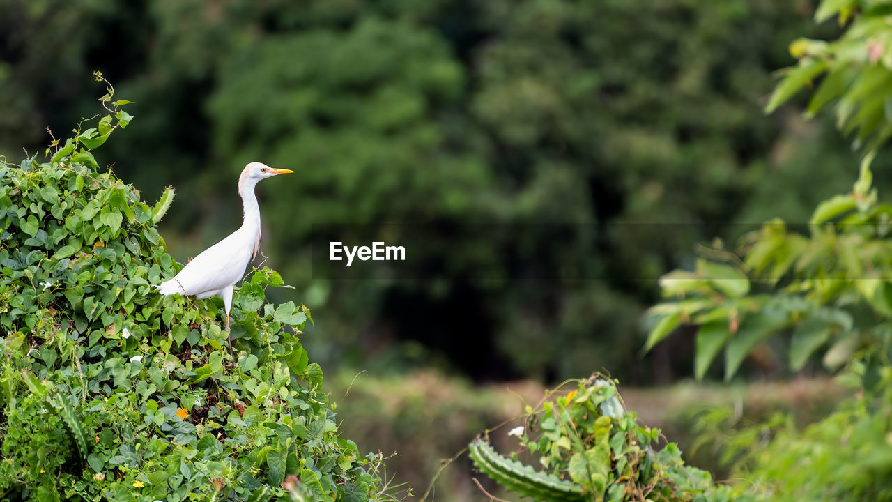 animal themes, animal, bird, animal wildlife, wildlife, green, one animal, nature, plant, no people, perching, garden, flower, natural environment, tree, day, outdoors, grass, beauty in nature, focus on foreground, side view, forest, stork, rainforest