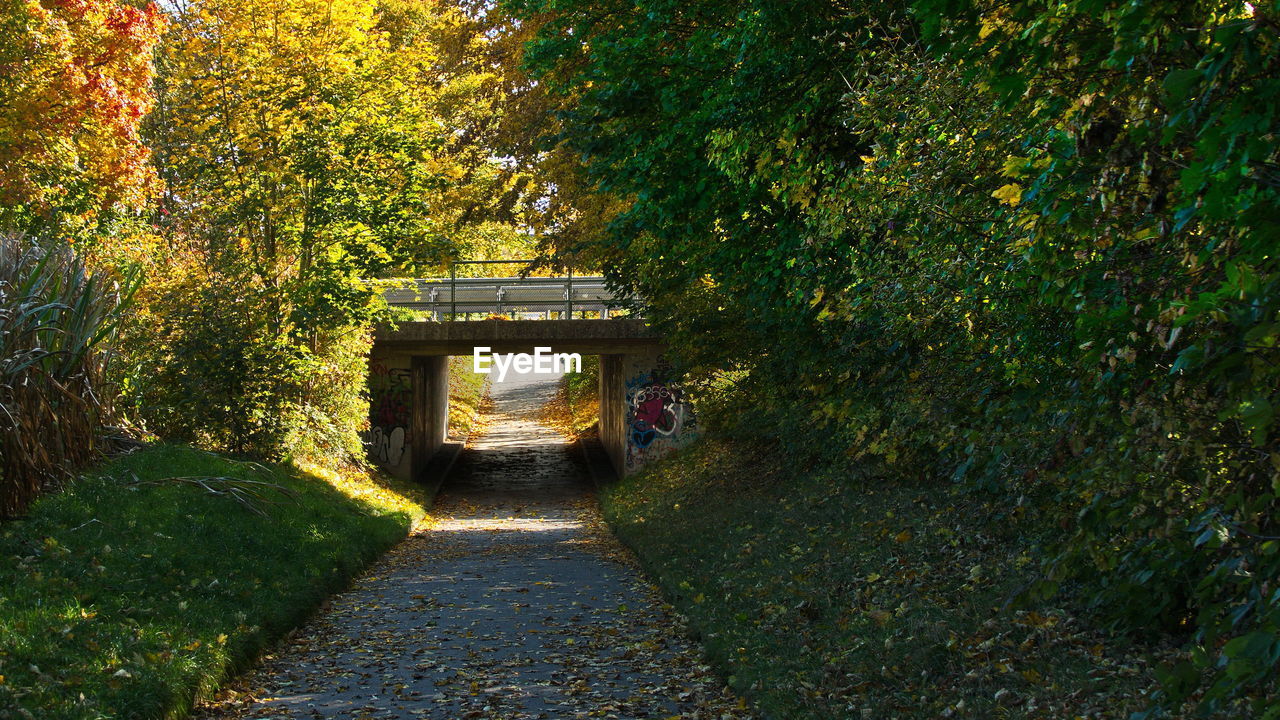 FOOTPATH AMIDST TREES IN AUTUMN