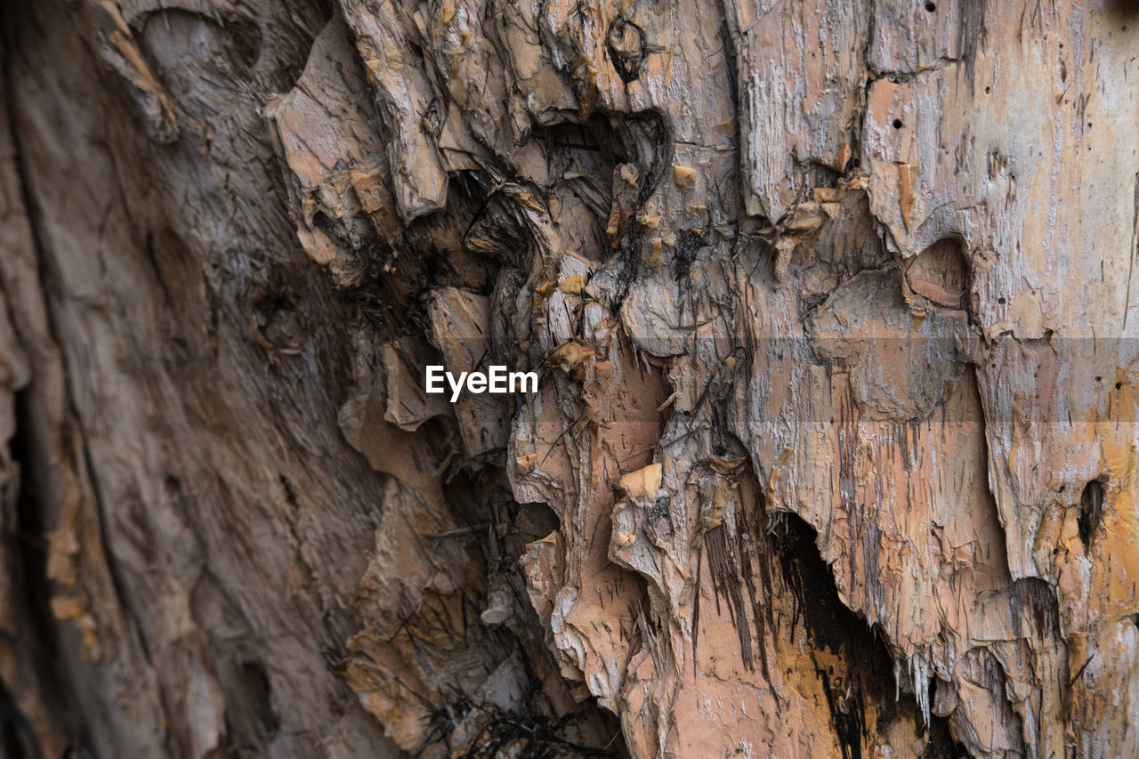 Full frame shot of tree trunk