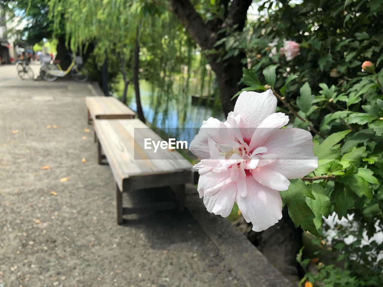 flowering plant, plant, flower, beauty in nature, petal, fragility, vulnerability, pink color, growth, freshness, nature, inflorescence, day, flower head, close-up, leaf, plant part, no people, white color, outdoors, softness