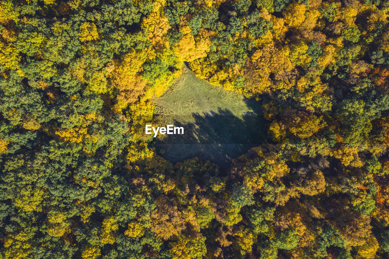 Top view of a forest clearing from a drone. aerial shot, autumn wood, heart shaped meadow