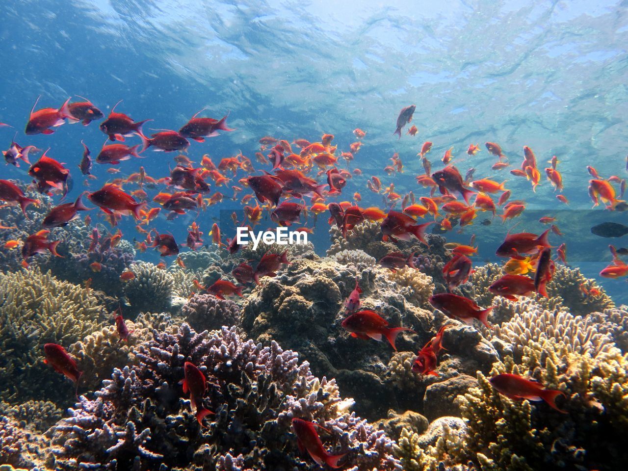 coral reef, sea, water, wildlife, underwater, animal wildlife, animal, animal themes, reef, sea life, large group of animals, coral, fish, natural environment, marine biology, coral reef fish, undersea, marine, nature, aquarium, group of animals, beauty in nature, school of fish, no people, swimming, ecosystem, tropical fish, multi colored, outdoors