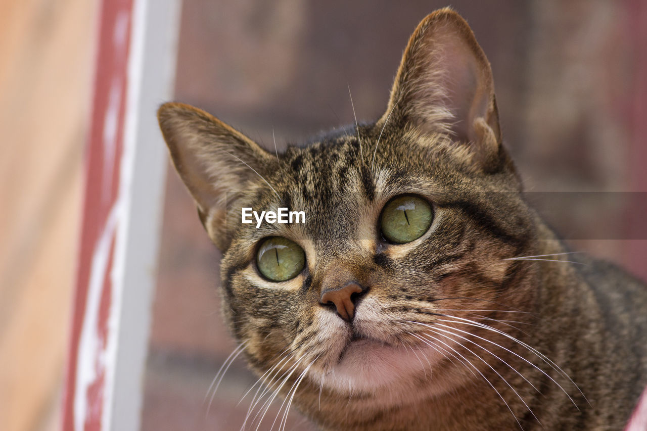 Close-up portrait of a cat