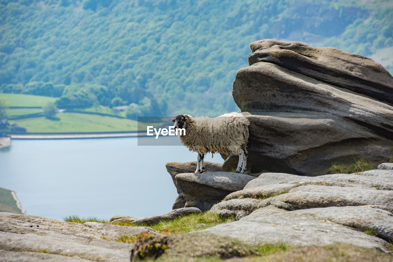 A female sheep on the edge of the hill warming up on a heated boulder, kinder scout, peak district