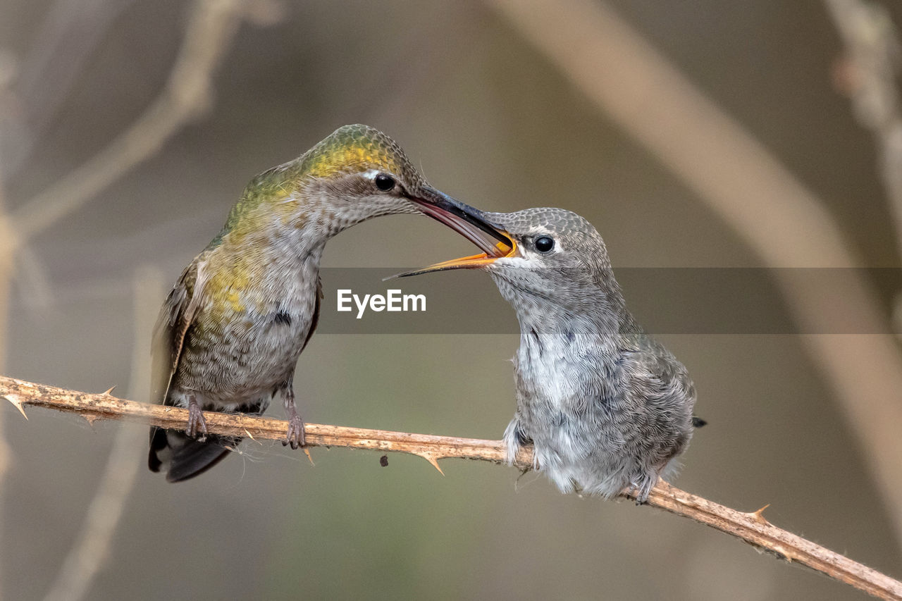 Baby anna's hummingbird being fed by mom in nature