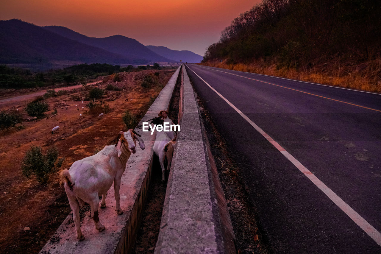 VIEW OF HORSE ON ROAD AGAINST SKY