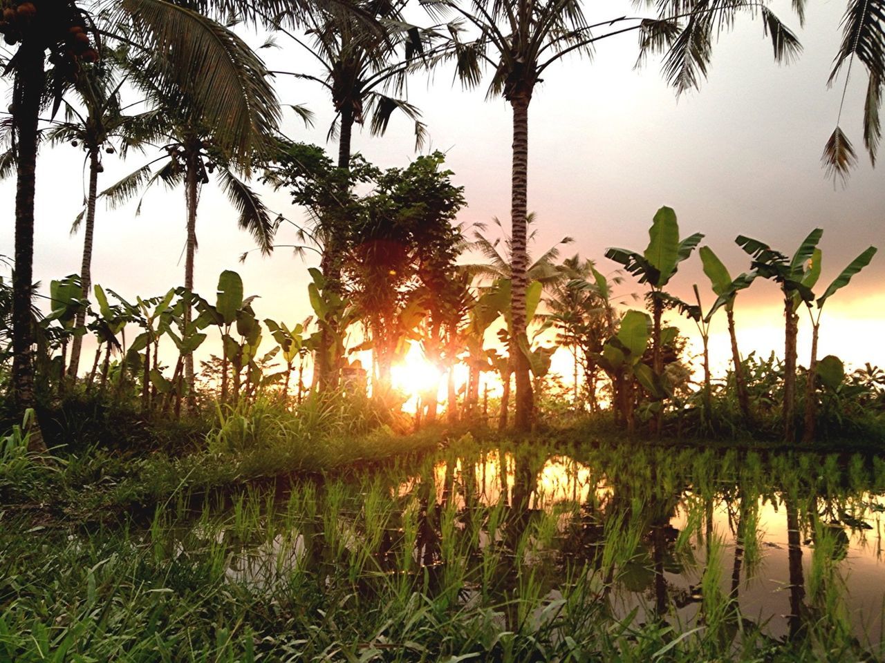 Trees by paddy fields during sunset