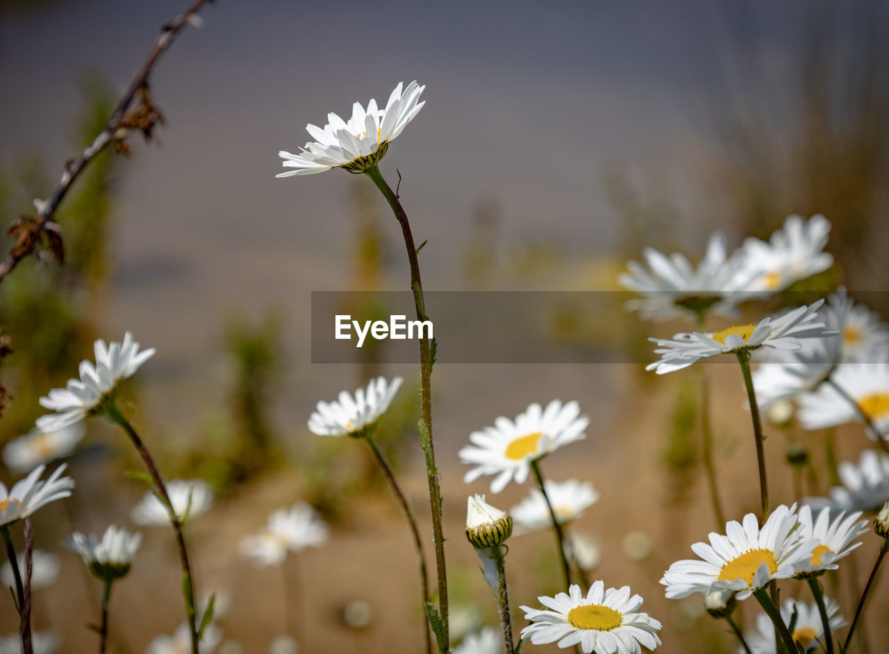 close-up of white daisy flowers on field