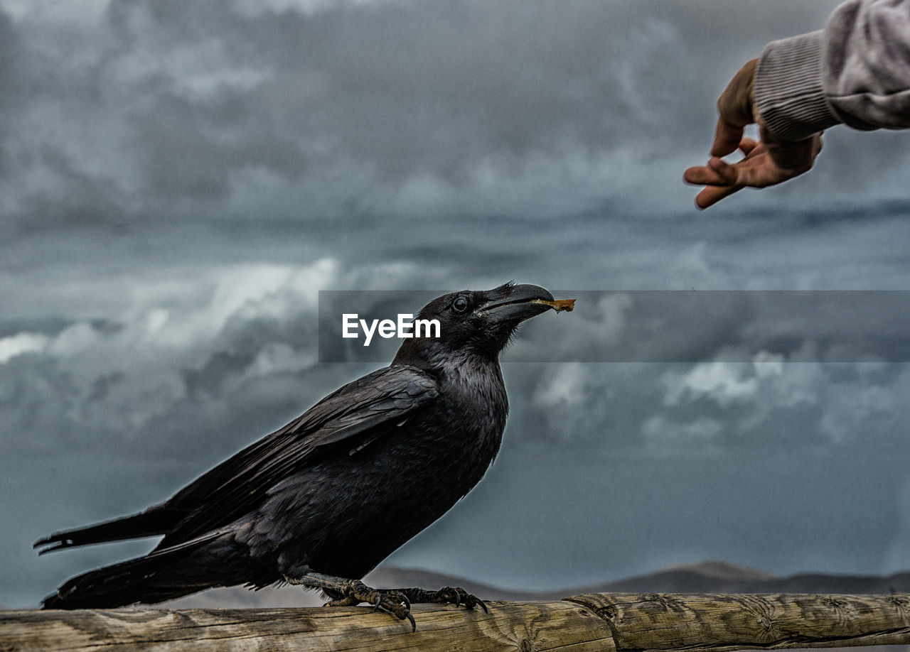 Cropped image of person feeding raven against sky