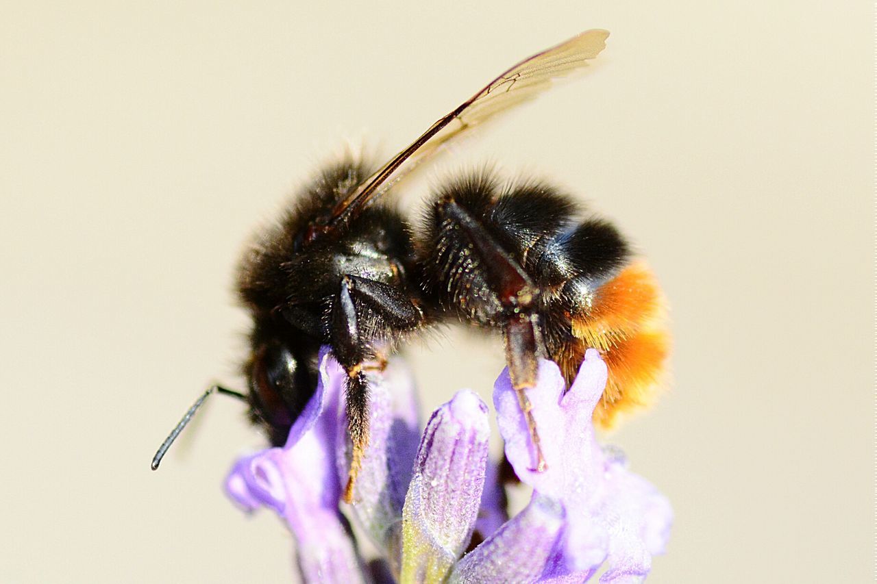 Close-up of insect on flower over white background