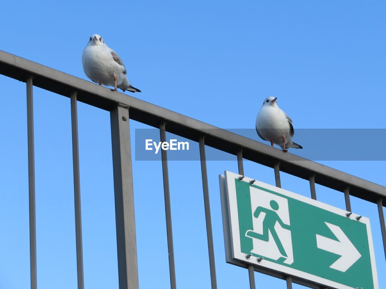 Low angle view of seagulls perching against clear blue sky