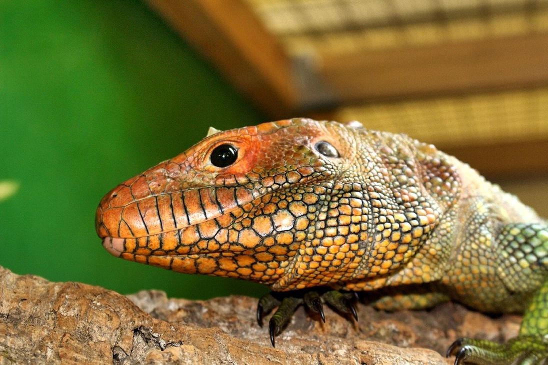 CLOSE-UP OF LIZARD ON WHITE SURFACE