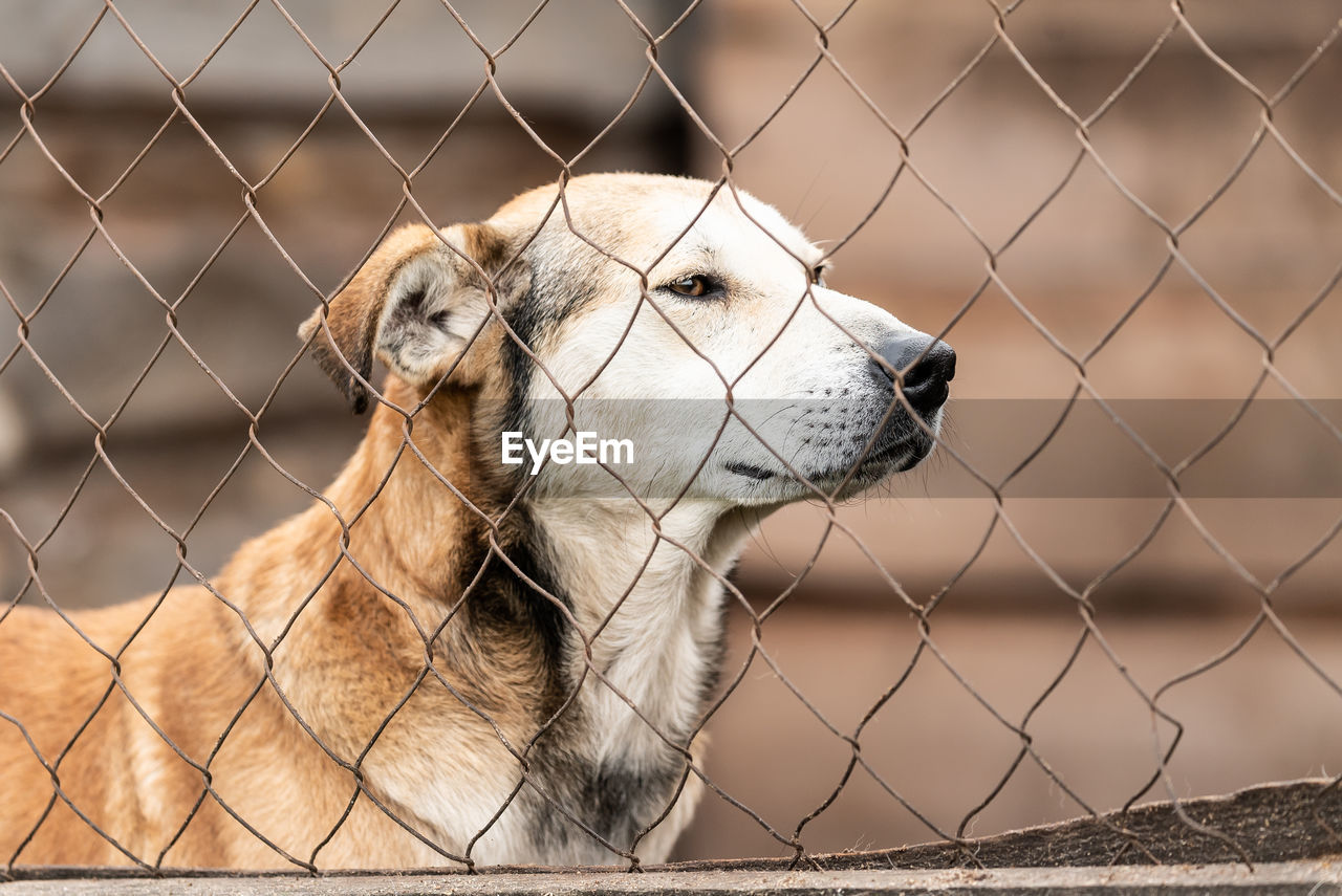 CLOSE-UP OF DOG LOOKING THROUGH FENCE