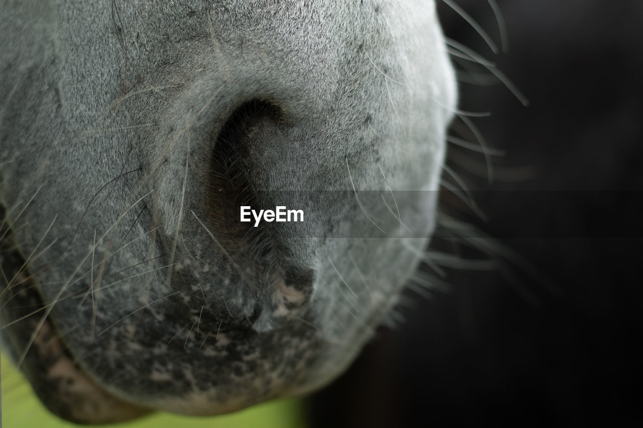 Close-up of horse snout