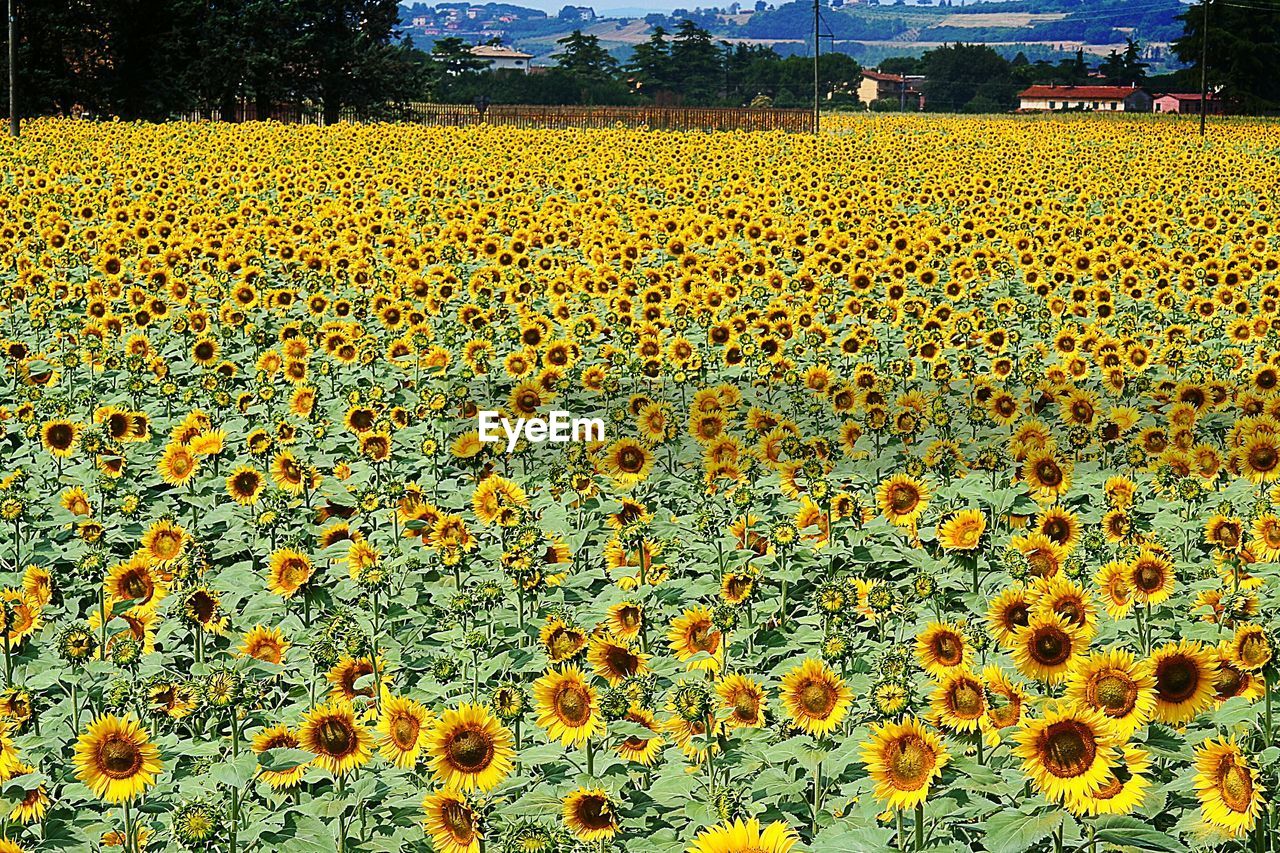 SUNFLOWERS IN FIELD