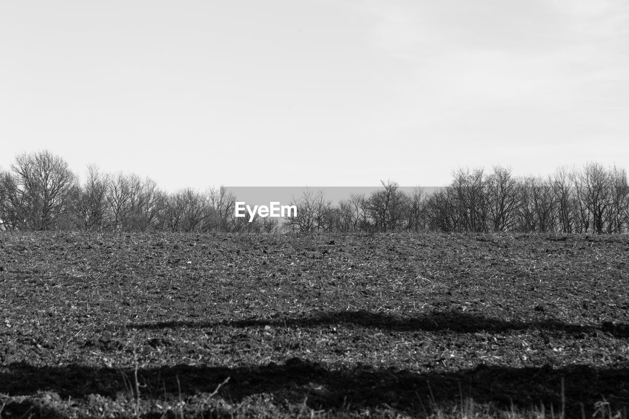 TREES GROWING ON FIELD AGAINST SKY