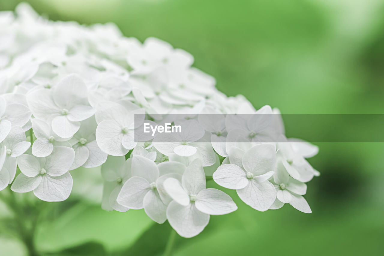 plant, flower, flowering plant, beauty in nature, freshness, green, close-up, nature, petal, inflorescence, fragility, flower head, macro photography, springtime, no people, white, focus on foreground, blossom, lilac, growth, hydrangea, selective focus, leaf, outdoors, plant part