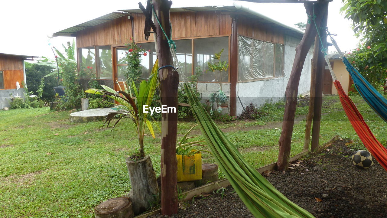 PLANTS GROWING ON FIELD BY HOUSES