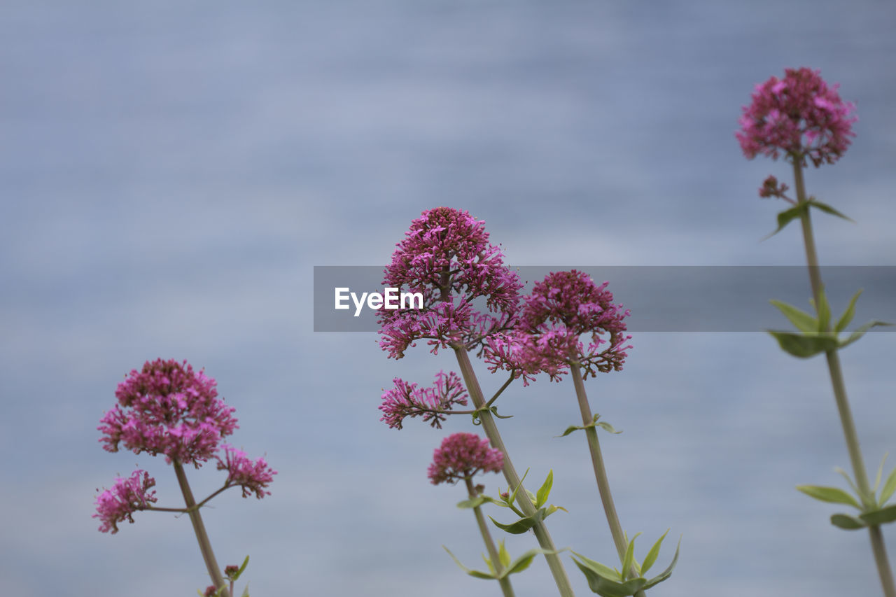 CLOSE-UP OF PINK FLOWERS BLOOMING OUTDOORS