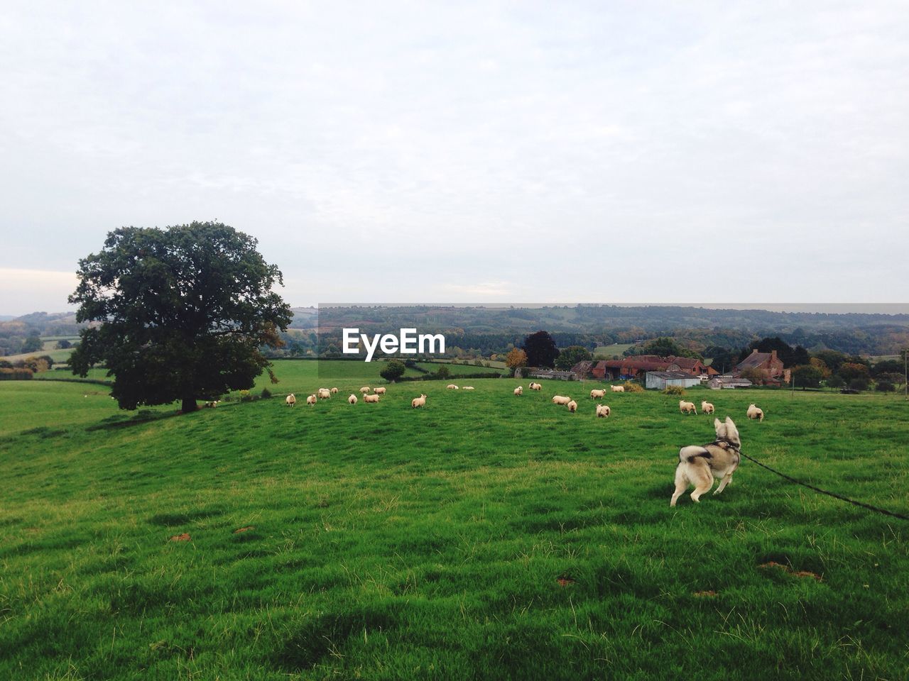 Dog and flock of sheep on grassy field against sky