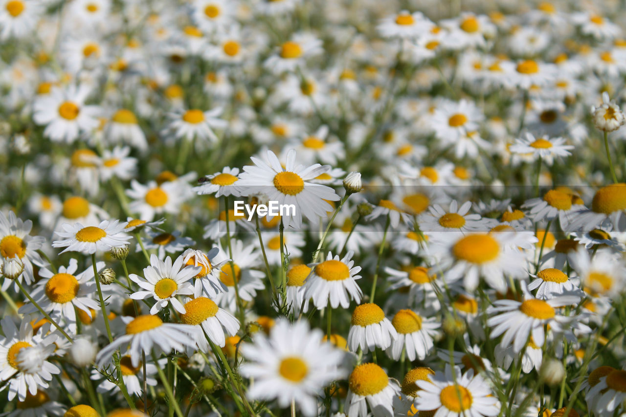 Close-up of white daisy flowers