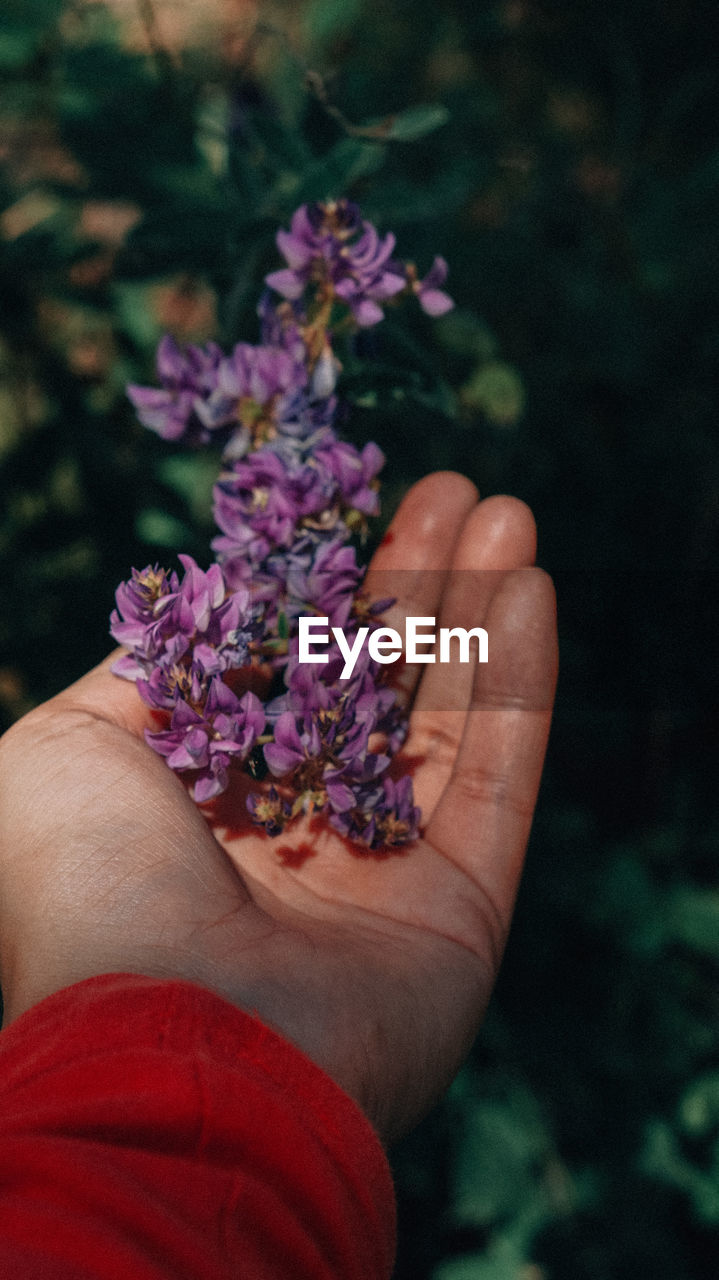 Close-up of hand holding purple flowering plant