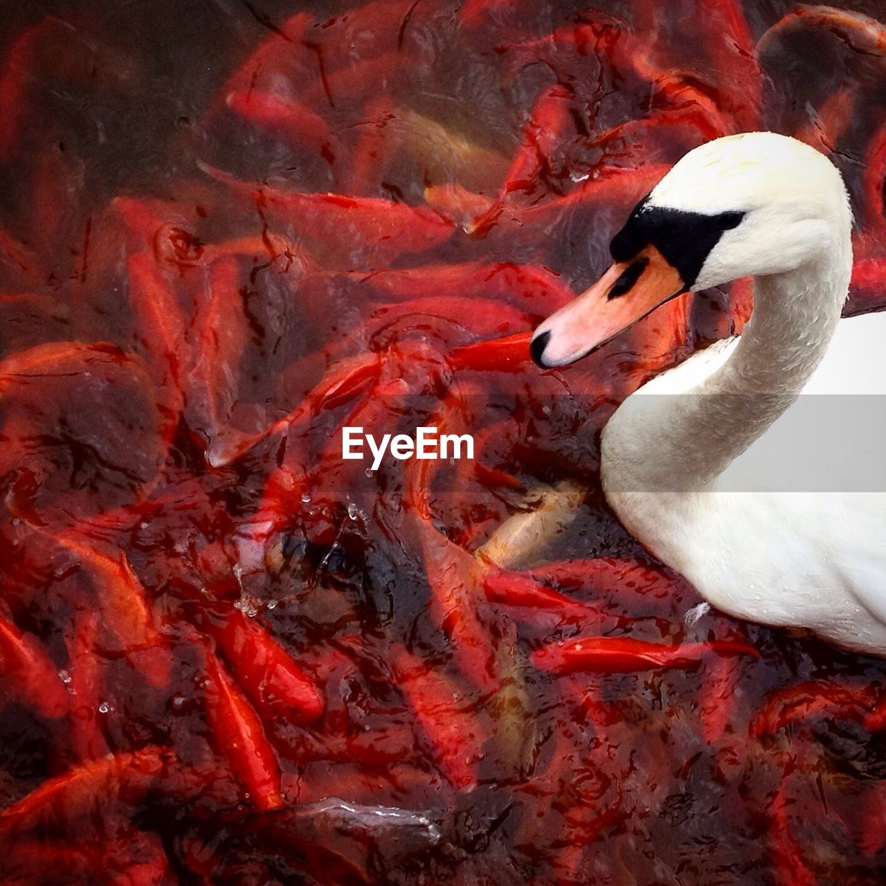 animal themes, animals in the wild, bird, animal wildlife, water, no people, red, nature, one animal, water bird, flamingo, day, outdoors, beak, swimming, close-up, swan