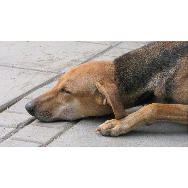 DOG SLEEPING ON THE SURFACE