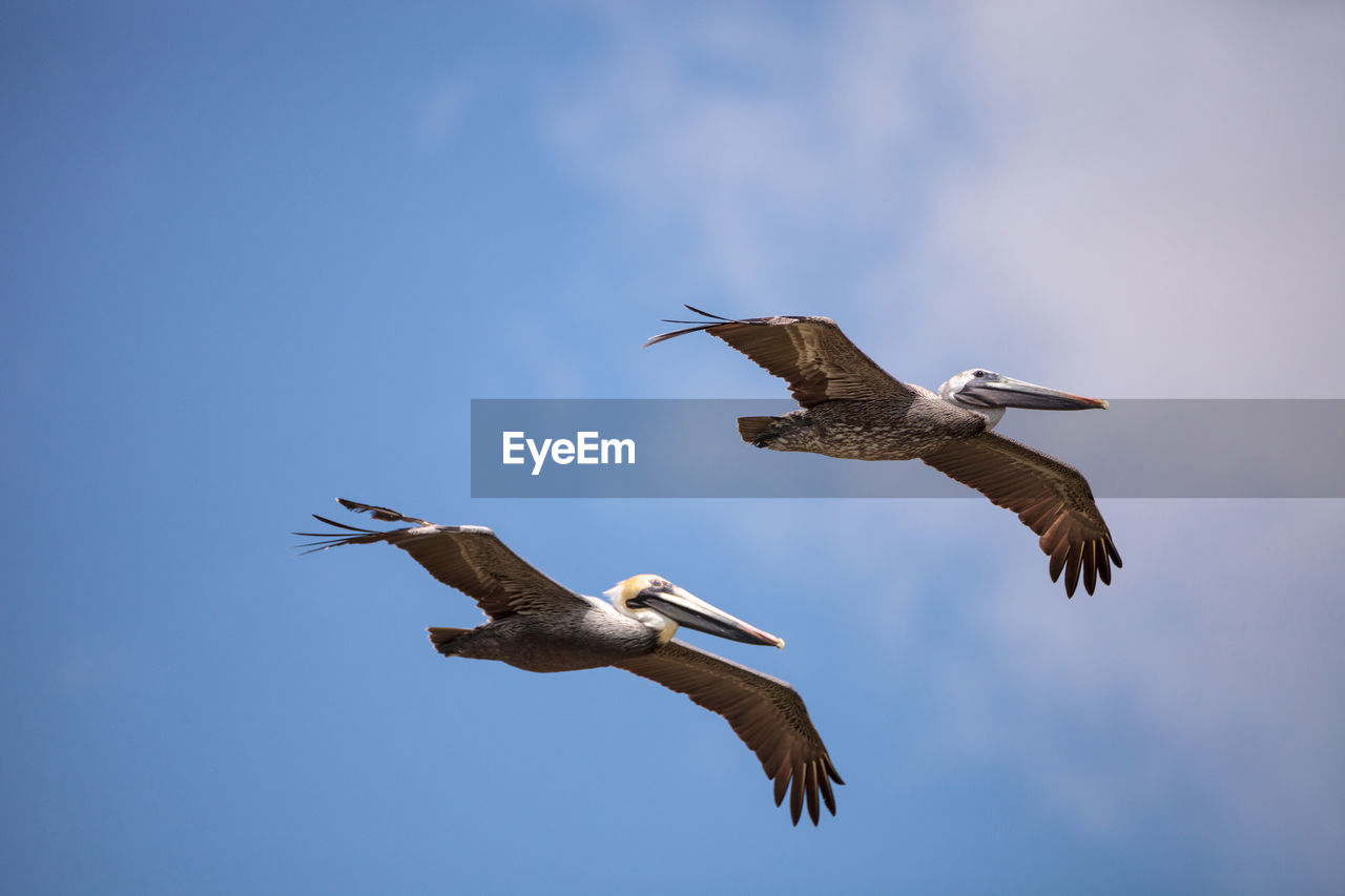 Brown pelican bird pelecanus occidentalis flying and swimming around barefoot beach in bonita spring