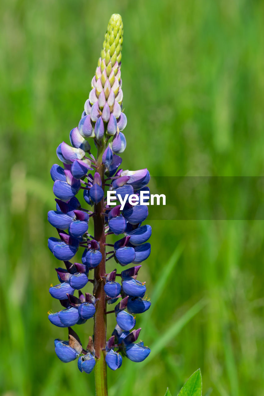 Close-up of purple flowering plant on field