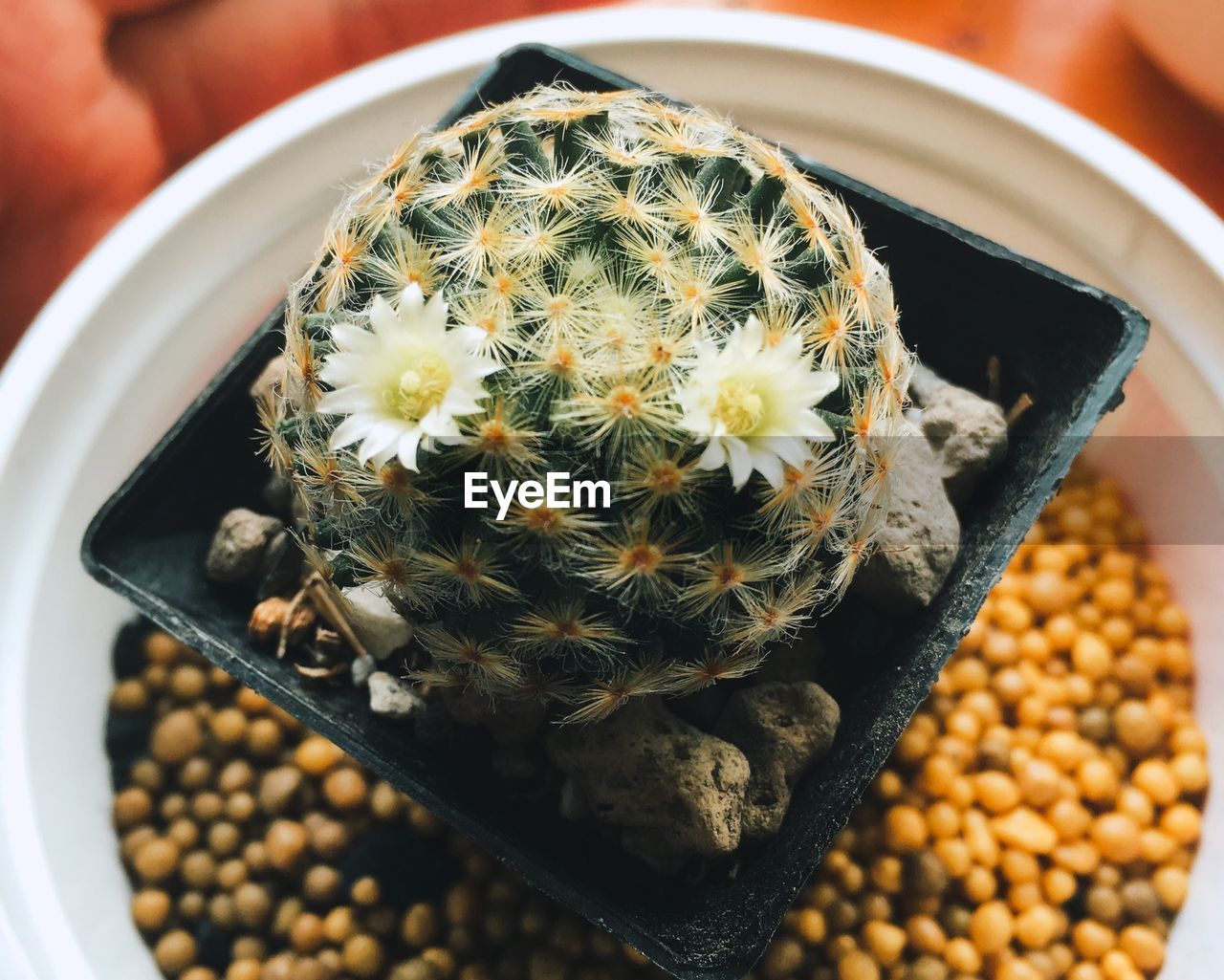 HIGH ANGLE VIEW OF SUCCULENT PLANT IN CONTAINER