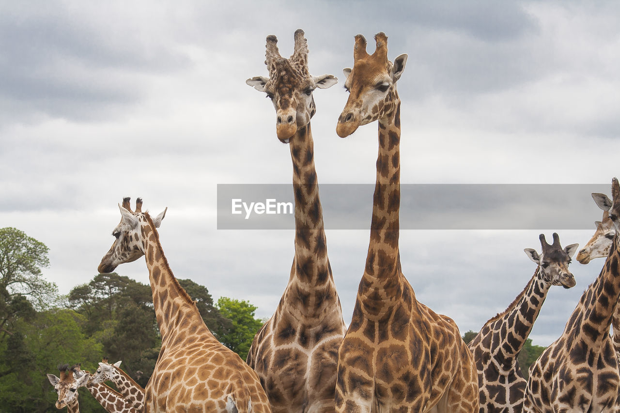 Panoramic view of giraffe against sky