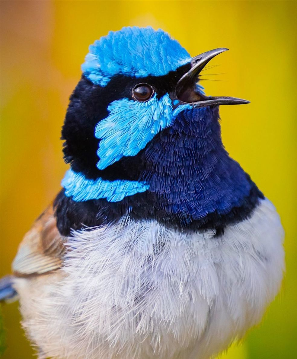 Close-up of shouting bird