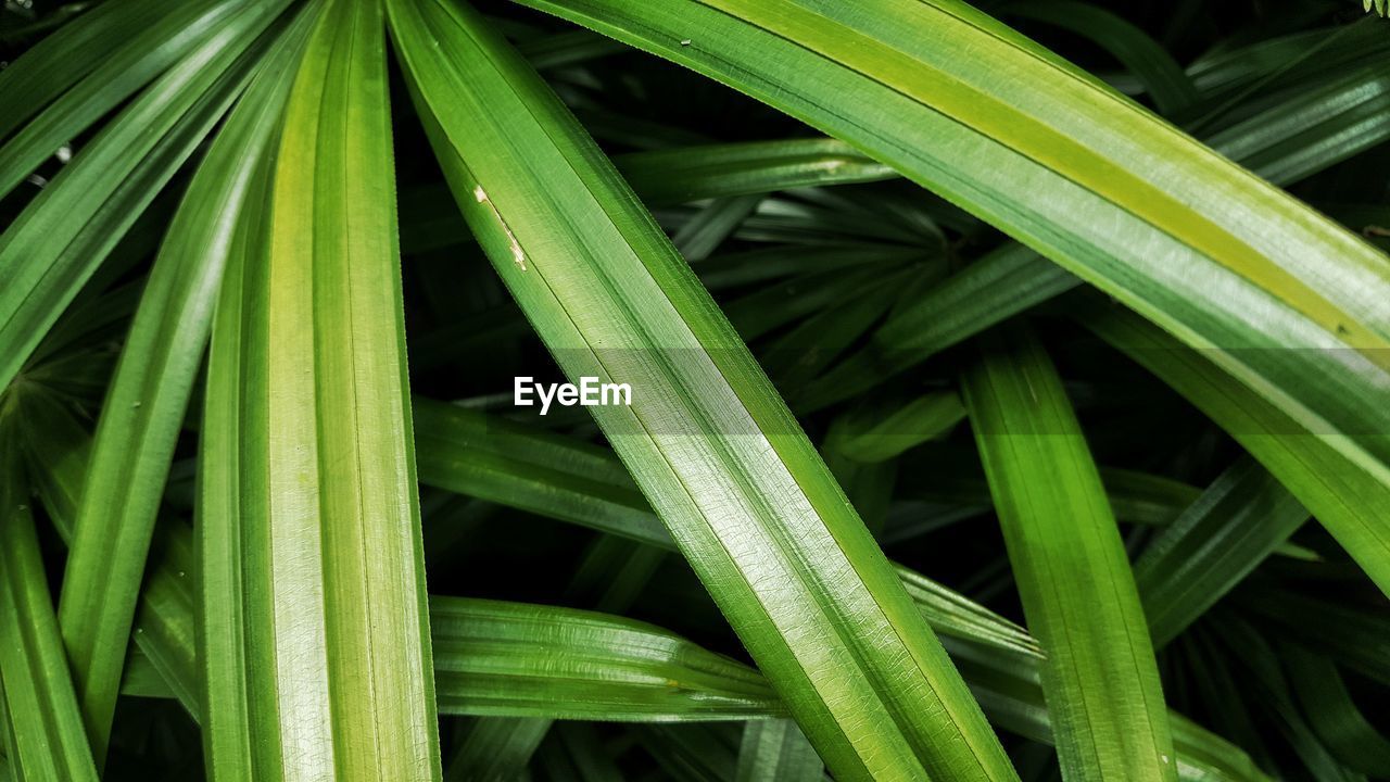 Full frame shot of fresh green leaf