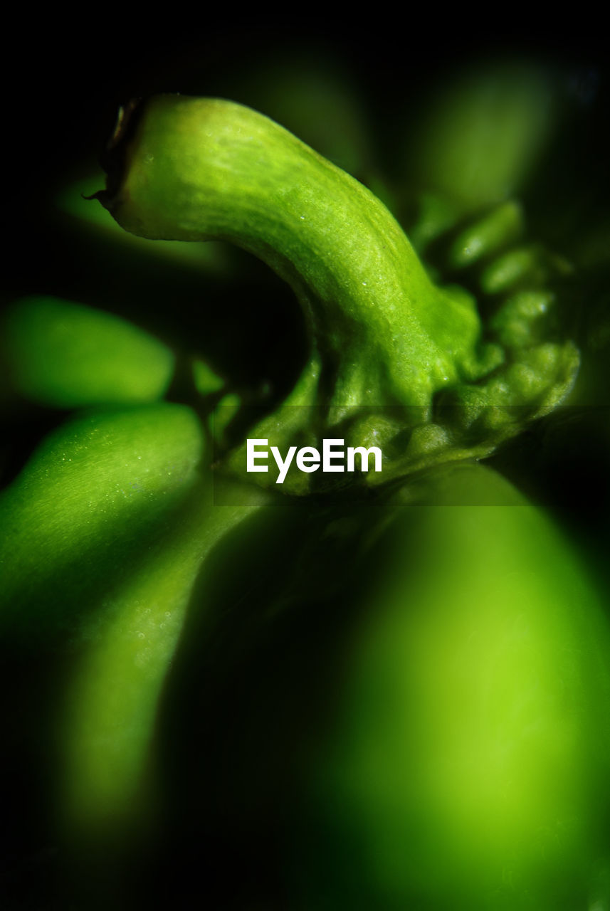 Close up of green bell pepper against black background