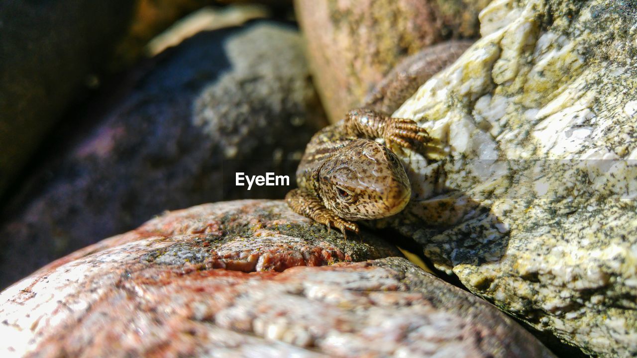 Close-up portrait of lizard on rock