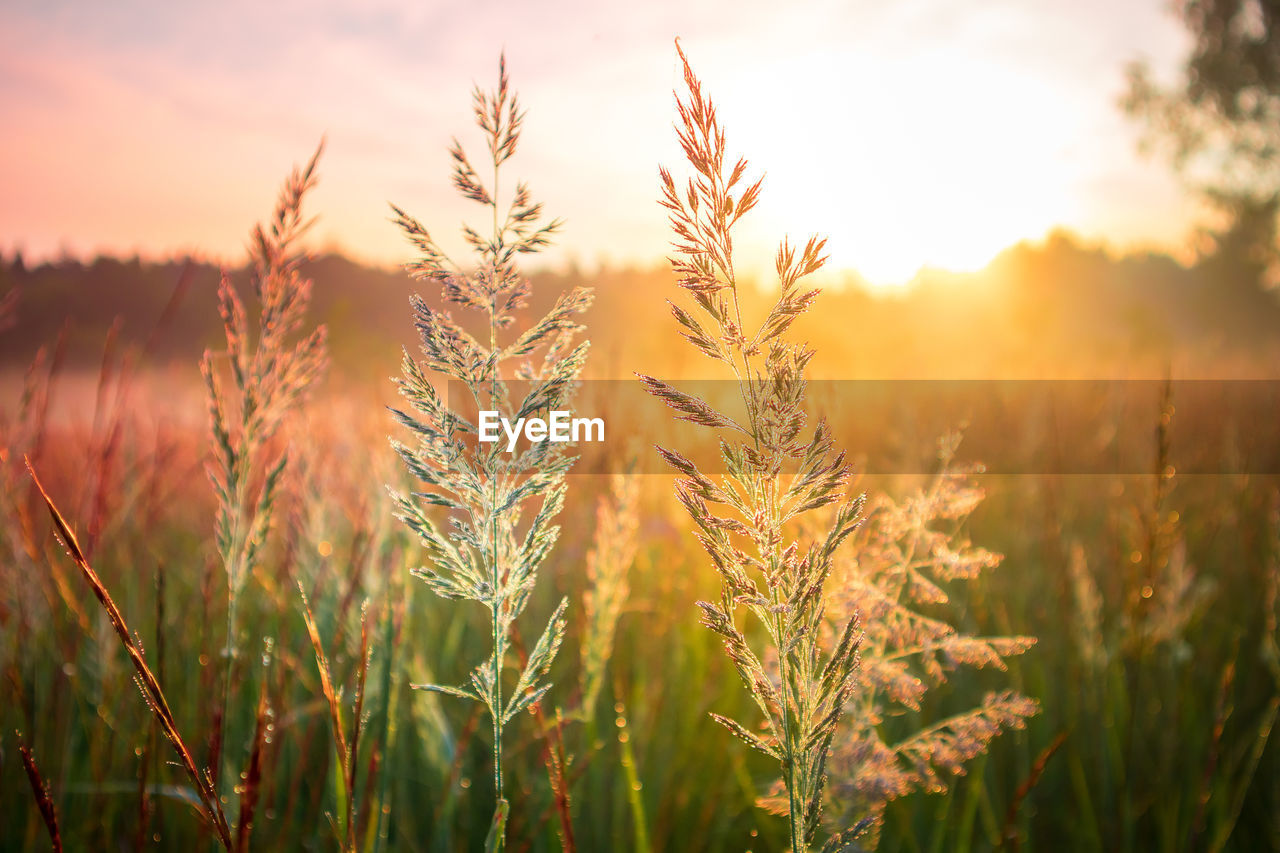plant, sunset, sky, landscape, land, nature, grass, field, sun, agriculture, environment, beauty in nature, rural scene, growth, crop, cereal plant, sunlight, summer, twilight, tranquility, vibrant color, multi colored, scenics - nature, back lit, backgrounds, cloud, no people, dusk, gold, food, idyllic, meadow, sunbeam, yellow, outdoors, non-urban scene, barley, tranquil scene, food and drink, farm, plain, prairie, close-up, flower, plant part, freshness, leaf, focus on foreground, red, urban skyline, environmental conservation, autumn, springtime, plant stem, social issues, wheat, landscaped, lens flare, horizon, bright, corn, cultivated, tree, selective focus, extreme close-up, flowering plant, light - natural phenomenon, igniting, green, macro, organic, pastel colored, harvesting, silhouette