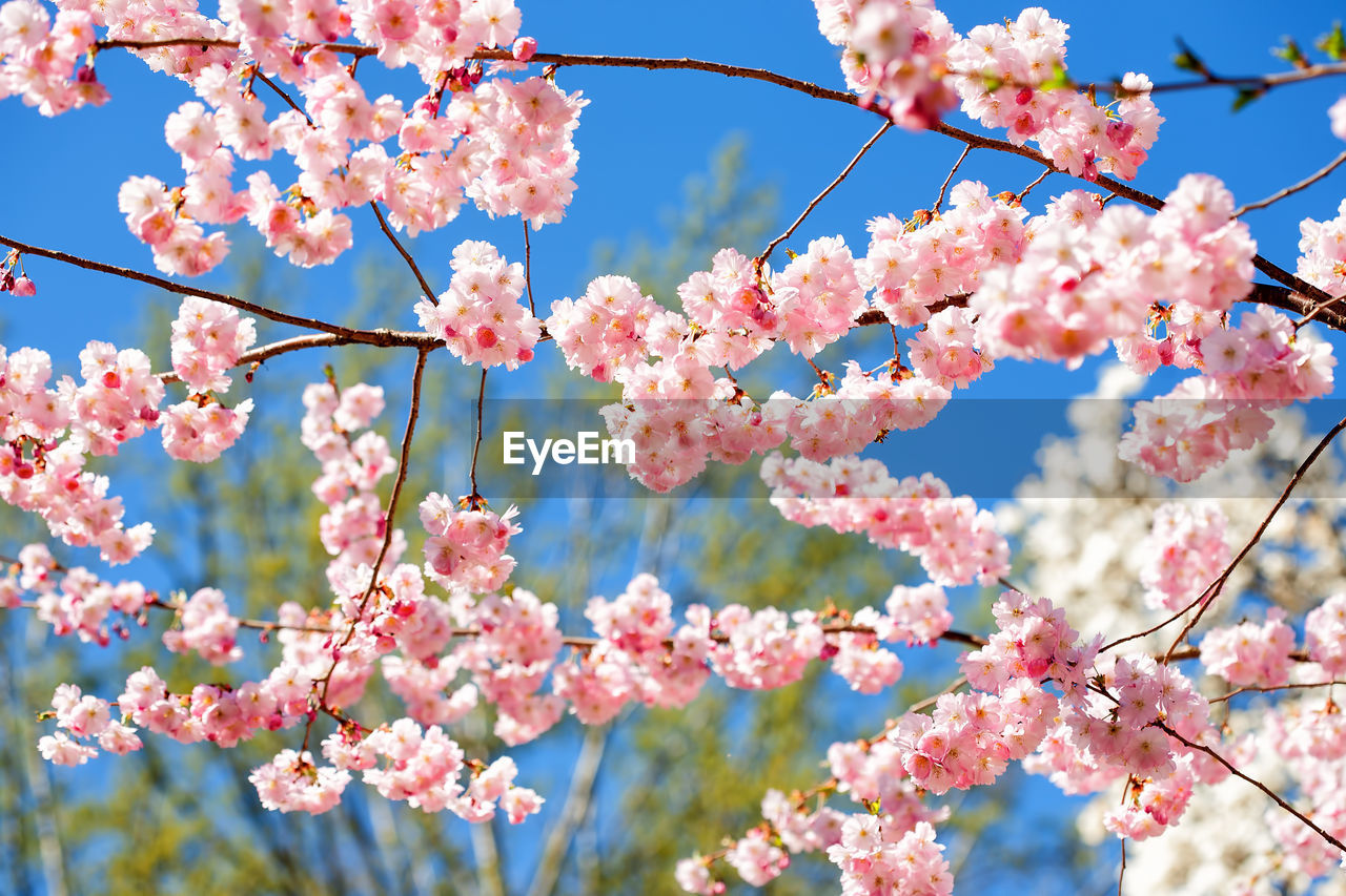 LOW ANGLE VIEW OF CHERRY BLOSSOMS