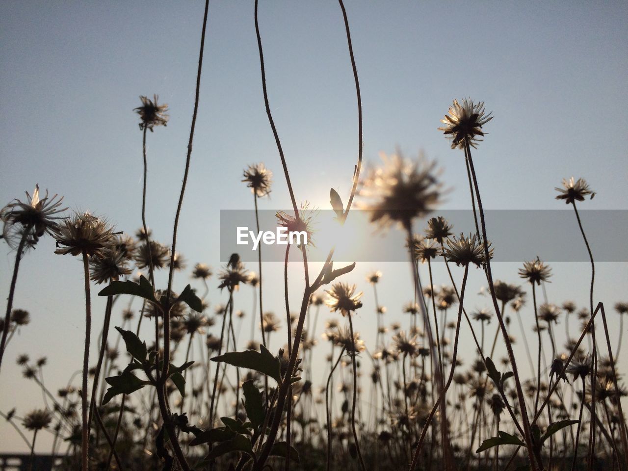 CLOSE-UP OF STALKS ON FIELD AGAINST SKY