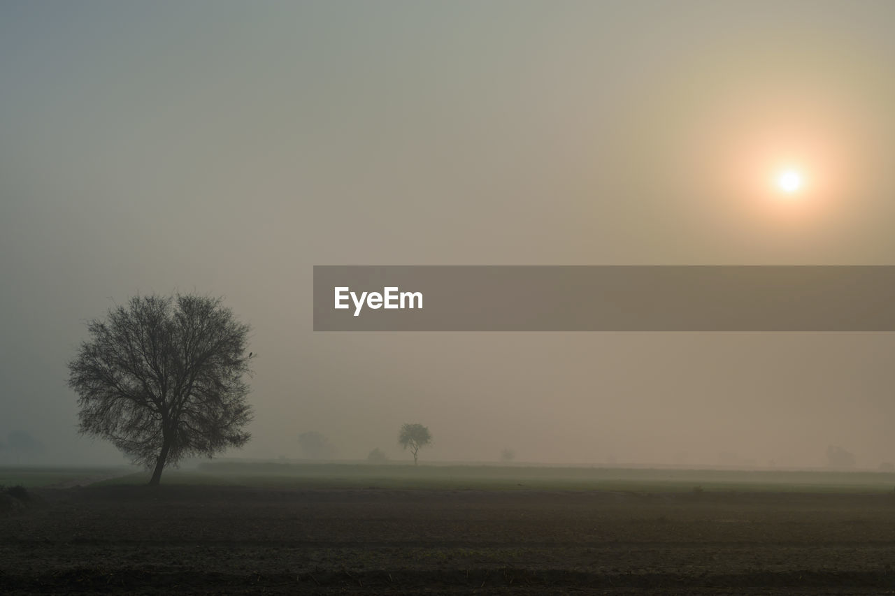 Tree on field against sky