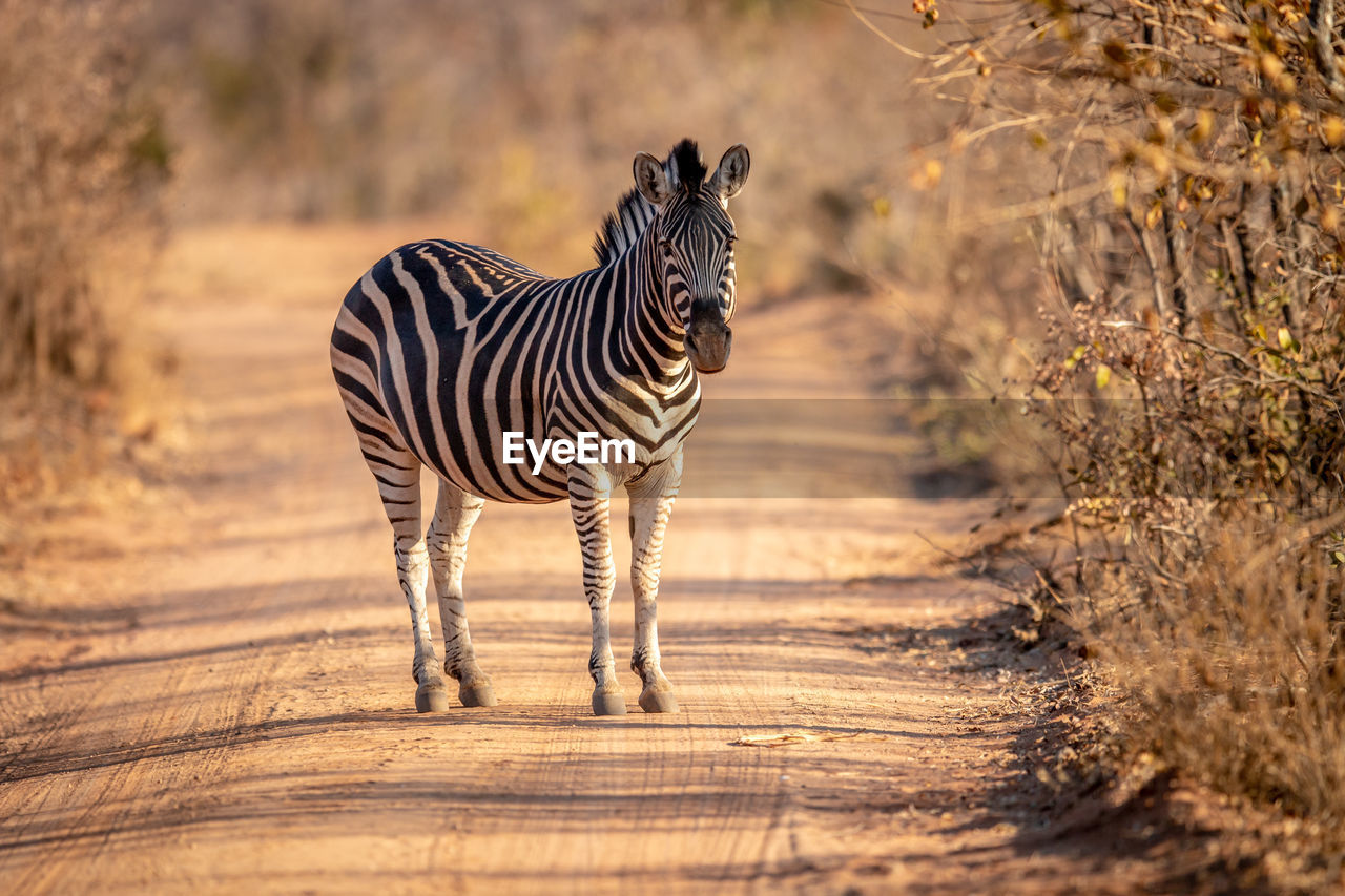 ZEBRAS STANDING IN FIELD