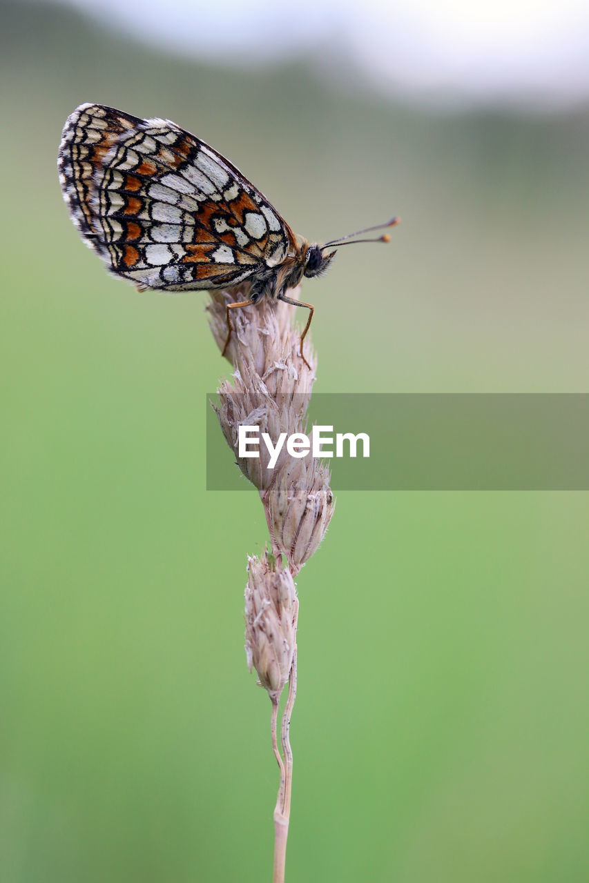 animal themes, insect, animal, animal wildlife, animal wing, one animal, beauty in nature, wildlife, butterfly, close-up, animal body part, nature, focus on foreground, macro photography, moths and butterflies, macro, side view, plant, no people, magnification, perching, fragility, full length, green background, plant stem, wing, flower, outdoors, environment, green, tranquility, colored background, freshness, extreme close-up, spread wings, eating